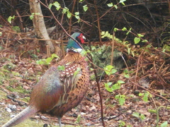 Phasianus colchicus