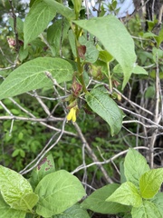 Lonicera involucrata involucrata