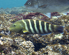Seven-Banded Wrasse photo 3