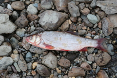 Leuciscus idus idus sibiricus