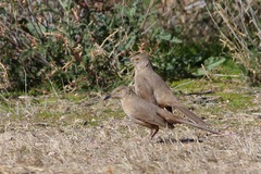 Toxostoma bendirei