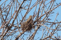 Toxostoma bendirei