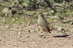 Toxostoma bendirei