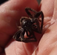 Segestria florentina