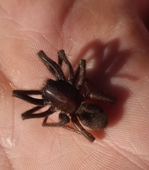 Segestria florentina