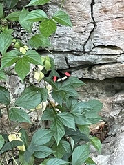 Heliconius erato