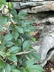 Heliconius erato