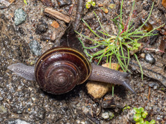 Helminthoglypta sequoicola