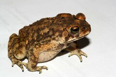 Duttaphrynus melanostictus