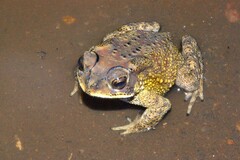 Duttaphrynus melanostictus