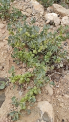 Chrozophora tinctoria