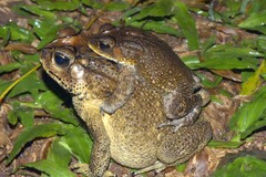 Duttaphrynus melanostictus