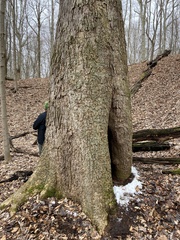 Magnolia acuminata