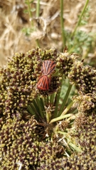Graphosoma semipunctatum