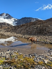 Hippocamelus bisulcus