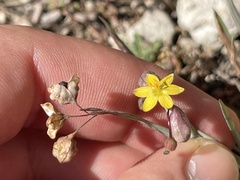 Echeandia flavescens