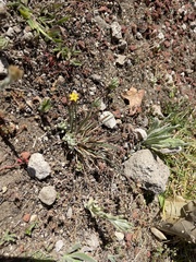 Echeandia flavescens