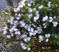 Erica diosmifolia