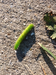 Phlogophora meticulosa