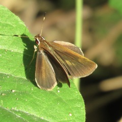 Synapte pecta