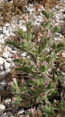 Echium asperrimum