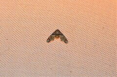 Eutelia callichroma