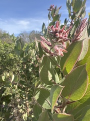 Arctostaphylos glandulosa