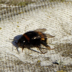 Bombus terrestris audax