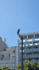 Parabuteo unicinctus