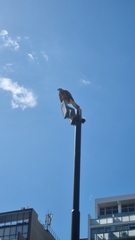 Parabuteo unicinctus