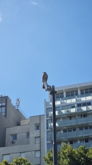Parabuteo unicinctus