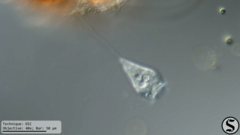 Vorticella infusionum