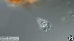 Vorticella infusionum