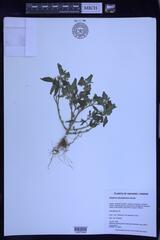 Solanum nitidibaccatum