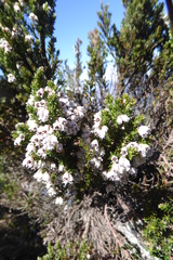 Erica diosmifolia