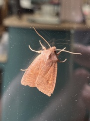 Eupsilia vinulenta