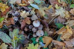 Britzelmayria multipedata