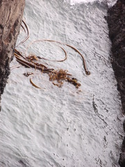 Laminariaceae