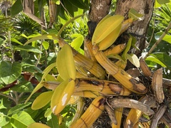 Myrmecophila tibicinis