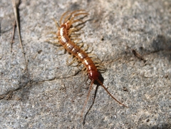 Lithobiidae