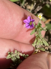 Calibrachoa parviflora