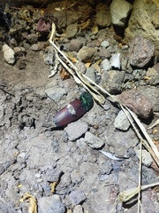 Chalcolepidius rubripennis