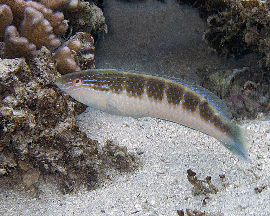Blue-Throated Rainbow Wrasse