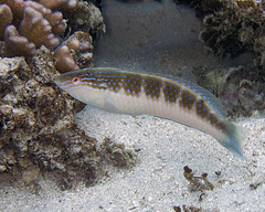 Blue-Throated Rainbow Wrasse photo 1