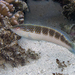 Suezichthys cyanolaemus - Photo (c) Glen Whisson, algunos derechos reservados (CC BY-NC), subido por Glen Whisson