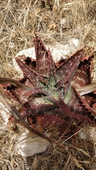 Aloe maculata