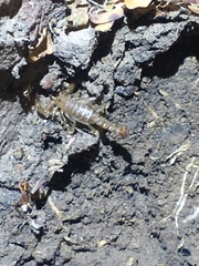 Hadruroides