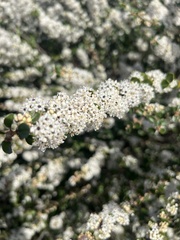 Ceanothus rigidus