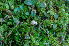 Paragymnopus perforans