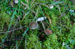 Strobilurus conigenus